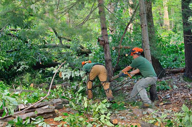 Reliable Roeland Park, KS Tree Care Services Solutions